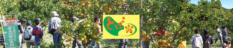 みかん産直のとば実